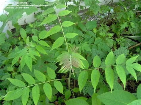 PlantFiles Pictures: Ailanthus Species, Chinese Sumac, Ghetto Palm, Stinking Sumac, Tree of ...