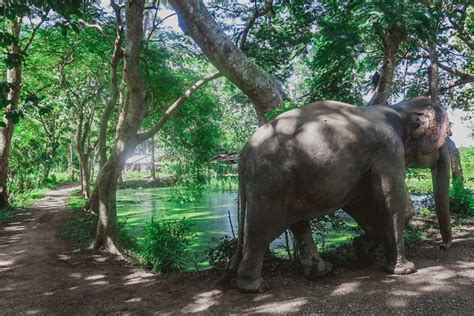 Riding Is Wrong, But Is Bathing OK? [Best Elephant Sanctuary in Thailand]