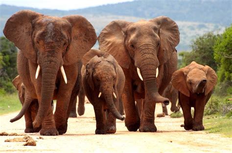 Family of elephants in Kruger National Park, South Africa | Herd of ...