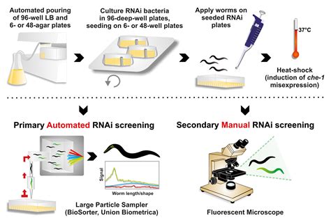 Automated RNAi screening in C. elegans – BioGraphix