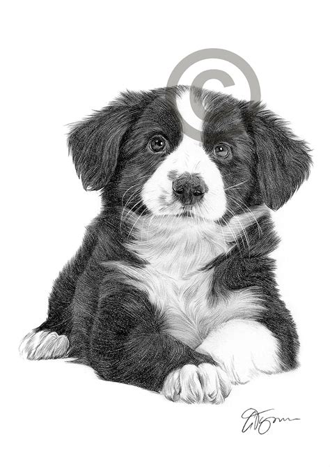 Pencil drawing of a Border Collie puppy by UK artist Gary Tymon