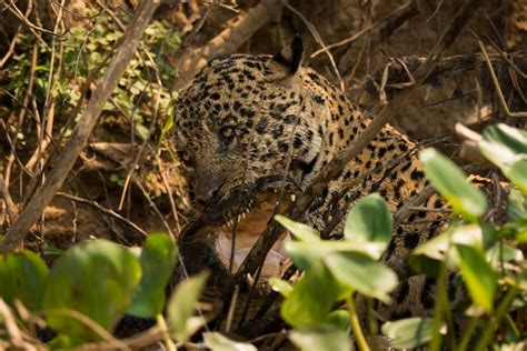 Premium Photo | Close-up of jaguar hunting crocodile at forest