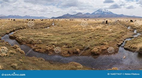 Panorama View of Altiplano Landscape with Mountains and Llamas Stock Image - Image of america ...