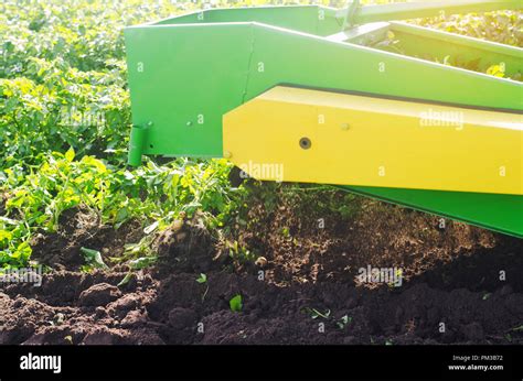 harvesting potatoes on the field. The mechanism of potato harvesting in work. tractor plow to ...