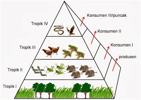 KOMPONEN EKOSISTEM - Blog karisma