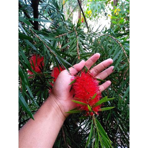 Jual pohon kayu putih, (daun kecil, bunga merah) | Shopee Indonesia