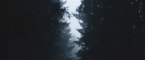 3840x1600 Misty Forest Photography 2021 3840x1600 Resolution Wallpaper ...