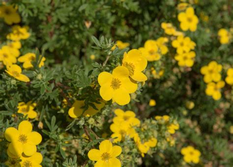 Watch Out For Overly Zealous Pruning Of Potentilla Shrubs Argues Elizabeth Waddington ...