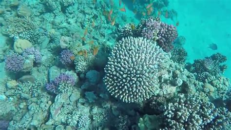 EGYPT SNORKELING - YouTube