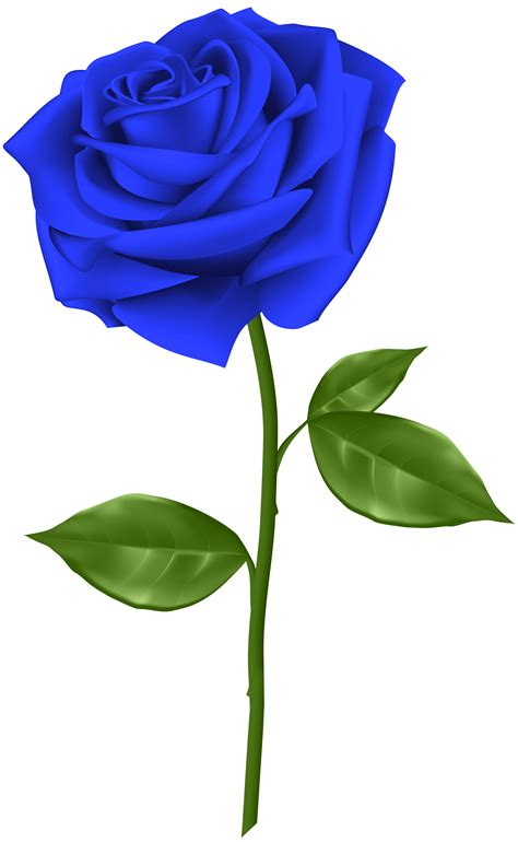 Blue rose Flower Clip art - Blue Rose Transparent PNG Clip Art png download - 3689*6000 - Free ...