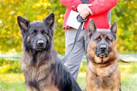 King Shepherd vs. German Shepherd: Which Is Right for You? – Native Pet