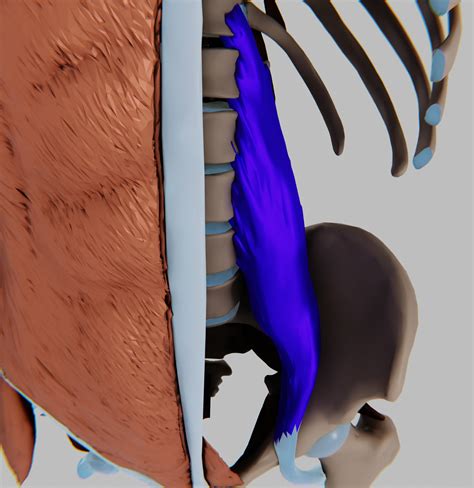 Psoas Major