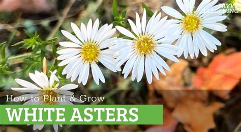 Native White Aster Plants to Add to Your Garden