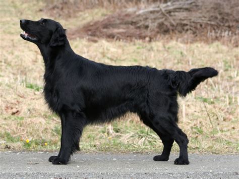 File:Flat Coated Retriever - black.jpg - Wikipedia