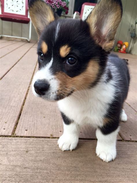 Tri-Colored Pembroke Welsh Corgi #miathecorgi #welshcorgi #corgilove ...