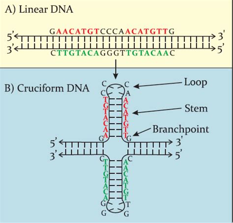 Linear DNA fragment (А) and corresponding cruciform (В). | Download ...