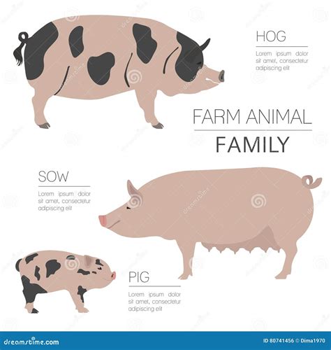 Pig Farming Infographic Template. Hog, Sow, Pig Family Stock Vector ...