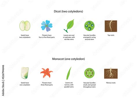 illustration of biology and plant kingdom, Difference Between Monocots ...