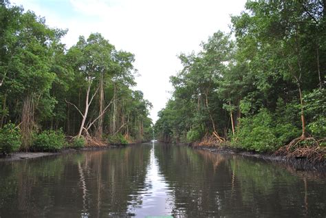 Caroni Swamp, Trinidad http://www.gotrinidadandtobago.com/ | Trinidad ...