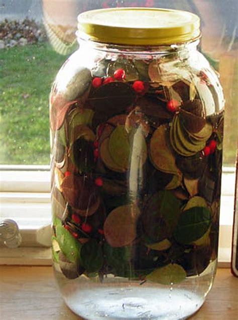 Wintergreen: Fermenting the leaves and berries to make Wintergreen Tea. | Edible plants ...