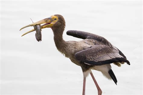 6 Tips for Getting Sharper Wildlife Photos With a Super Telephoto Lens