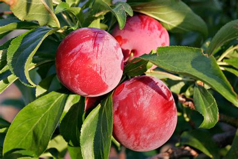 How to grow Plum Tree Easily in container | Nature Bring - NatureBring