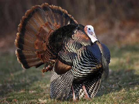 Gobbling activity fluctuates throughout hunting season | Mississippi State University Extension ...