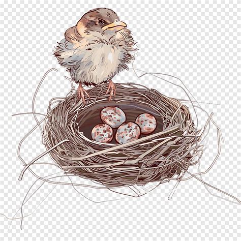 House Sparrow Bird nest Bird nest, Cartoon nest, cartoon Character, animals png | PNGEgg