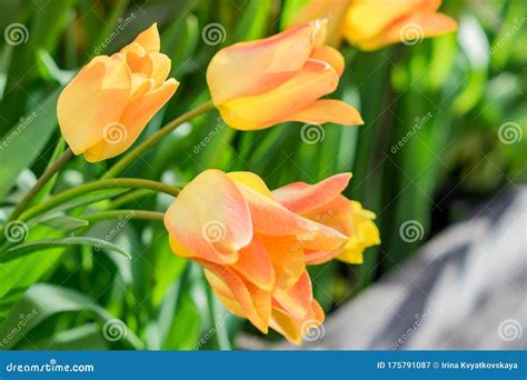 Closeup of Bright Orange Tulips in the Garden Stock Image - Image of ...