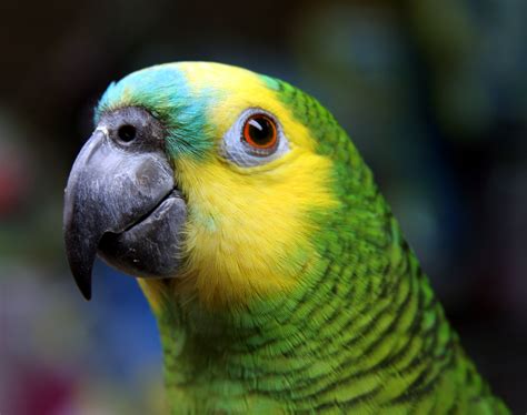 blue fronted amazon parrot | Tumblr