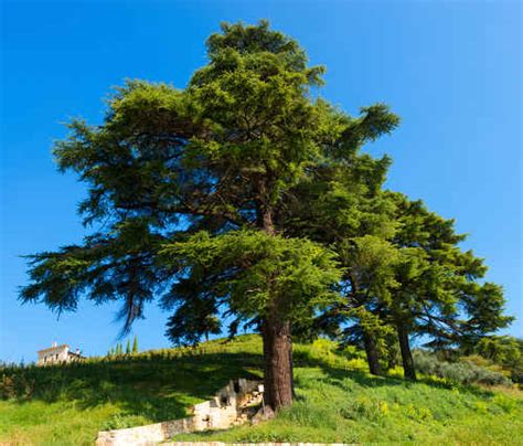 Cedar - planting, pruning, and care