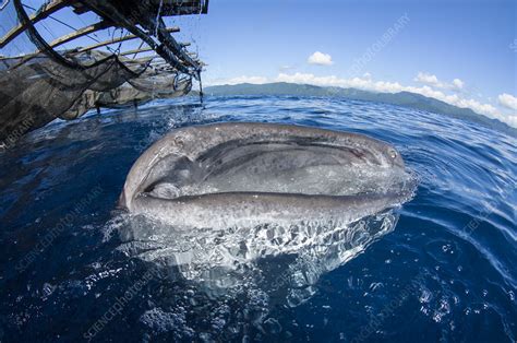 Whale Shark feeding - Stock Image - C042/8507 - Science Photo Library