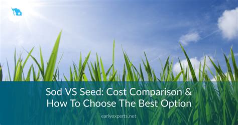 Sod VS Seed: Cost Comparison & How To Choose The Best Option