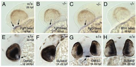 Fgf signaling governing adenohypophysis development is required during ...