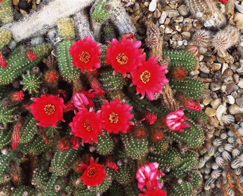 21 Best Cactus Plants to Grow in Your Garden