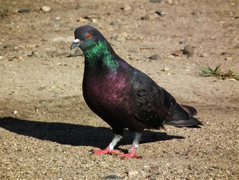 Columba livia by deerhunter2012 on DeviantArt