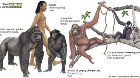 primate | Definition, Biology, & Facts | Britannica