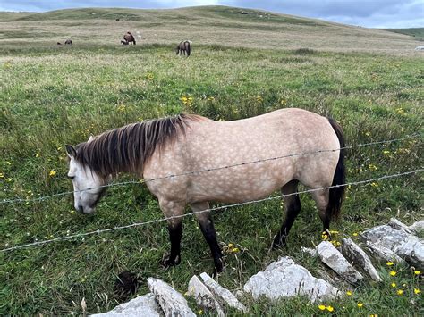 Dun Horses: Colors, Markings, And Intriguing Facts