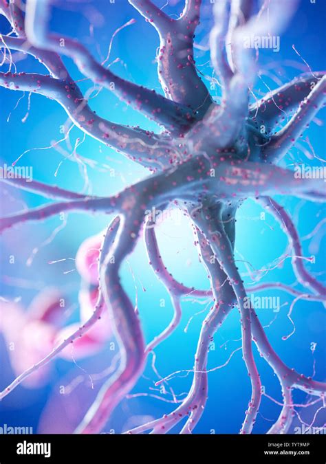 3d rendered illustration of a human nerve cell Stock Photo - Alamy