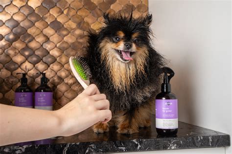 5 Tips for At-Home Dog Grooming