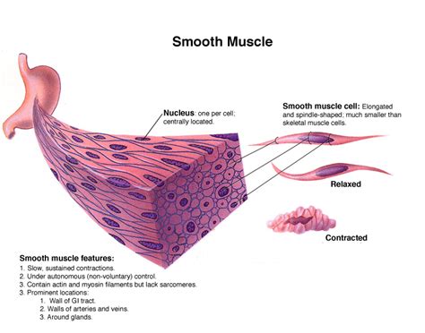 Honors Anatomy and Physiology: Smooth and Skeletal Muscle