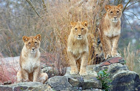 A topsy-turvy world at Zoo and Tierpark Berlin – Zoo Berlin