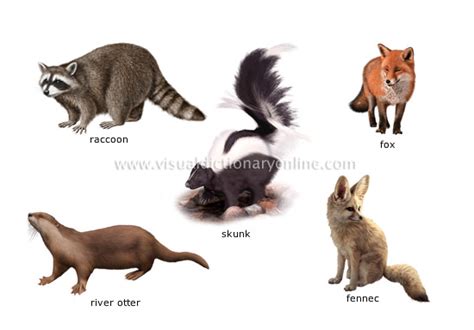 Carnivore Examples