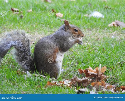 Squirrel eating acorns stock photo. Image of grass, eating - 196761864