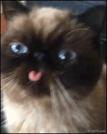 Funny Cat With Tongue Out Meme - Cat Mania