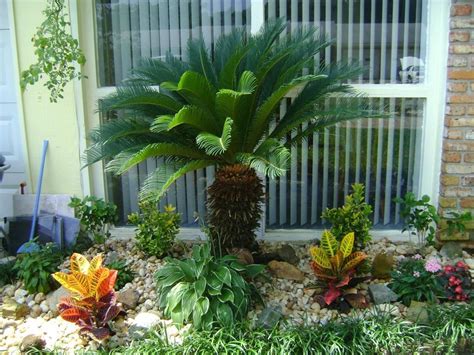 Best Small Palm Trees For Landscaping