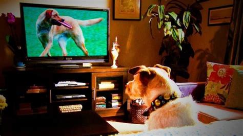 The Best Dog TV Shows To Watch With Your Pet