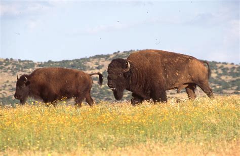 Buffalo - The Gateway to Oklahoma History