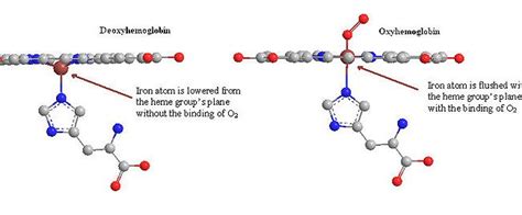 Difference Between Oxyhemoglobin and Deoxyhemoglobin - Pediaa.Com