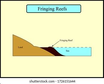 Fringing Reef Diagram Stock Photos - 12 Images | Shutterstock